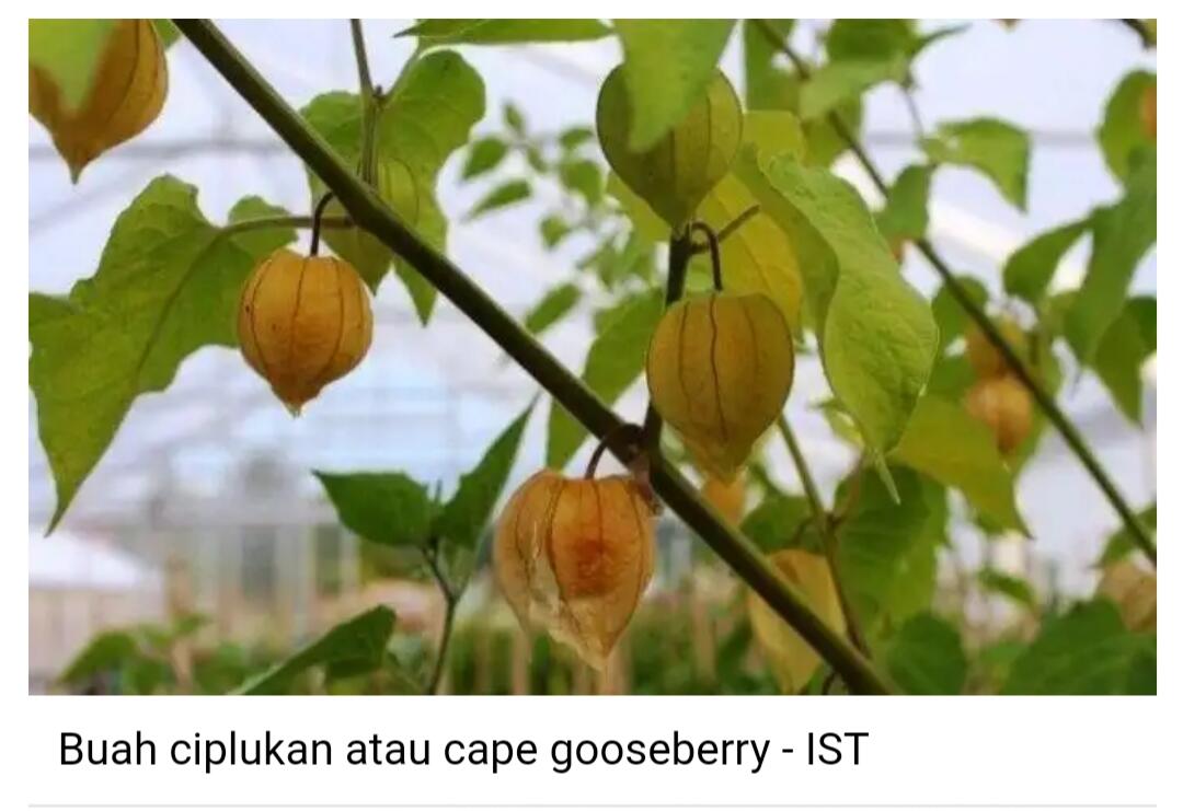 Waktu Agan Kecil Suka Main ke Sawah? Pasti Pernah Ngerasain ini di Era 90an