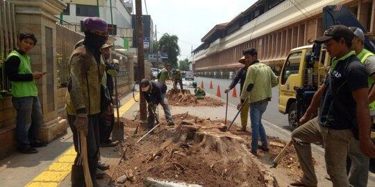 Pohon Tua di Cikini Ditebang untuk Penataan Trotoar, DPRD Protes Pemprov DKI