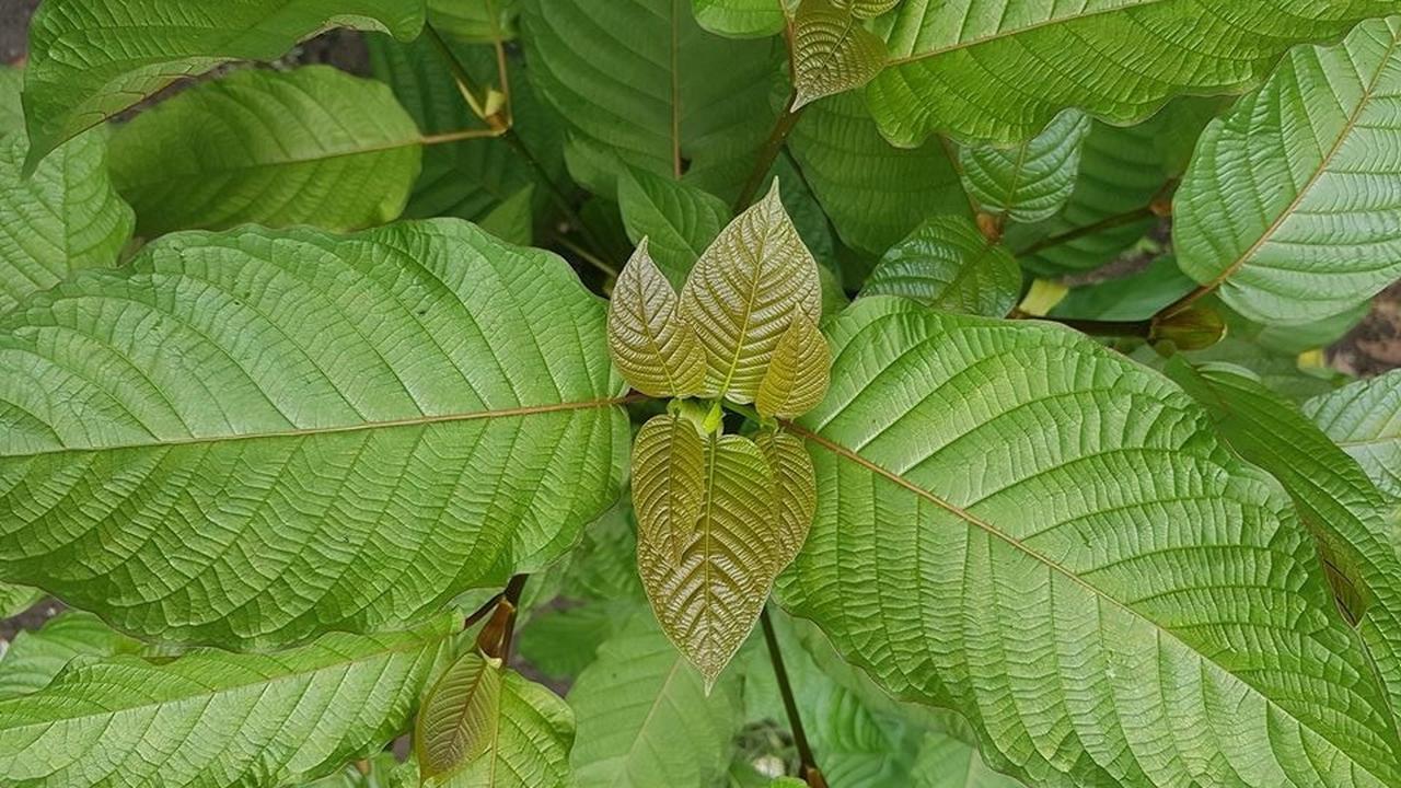 Daun Kratom Tanaman Herbal Indonesia Yang Dikecam Amerika Kaskus