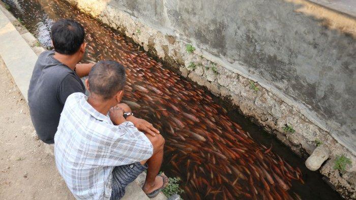 Viral! Selokan Dengan Ribuan Ikan Hias di Cirebon, Jadi Tempat Indah Untuk Berfoto!