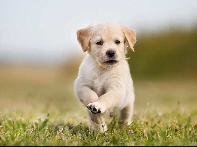 Sadis, 6 ekor anjing ini disiram air panas!
