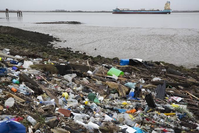 Sungai Ini Dulunya Tercemar Berat Tetapi Sekarang Menjadi Rumah Anjing Laut, Keren!