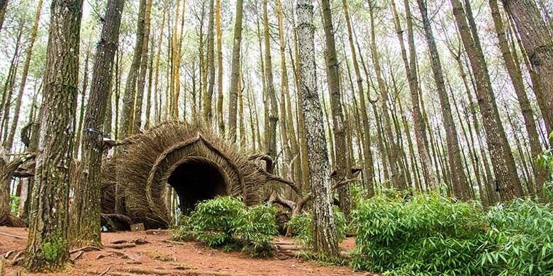 Wisata pinus di Yogyakarta yang sangat menginspirasi kita!