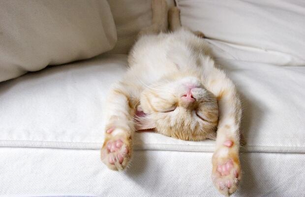 Manfaat Tidur Siang Saat Bekerja Yang Mungkin Baru Agan Ketahui