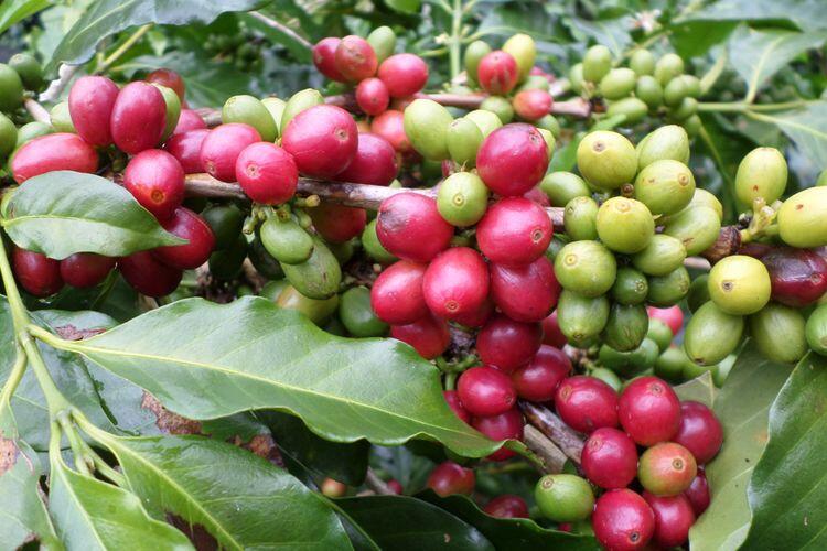 Kopi Gayo Produk Aceh Kebanggaan Indonesia, Mari Kaya Dengan Sumber Daya Alam Kita!