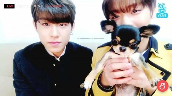 Jadi Kesayangan! Ini 11 Potret si Anjing Tan Bareng Wanna One dan X1
