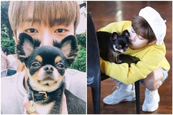 Jadi Kesayangan! Ini 11 Potret si Anjing Tan Bareng Wanna One dan X1
