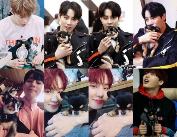 Jadi Kesayangan! Ini 11 Potret si Anjing Tan Bareng Wanna One dan X1