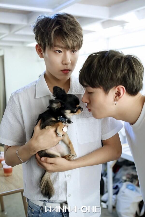 Jadi Kesayangan! Ini 11 Potret si Anjing Tan Bareng Wanna One dan X1