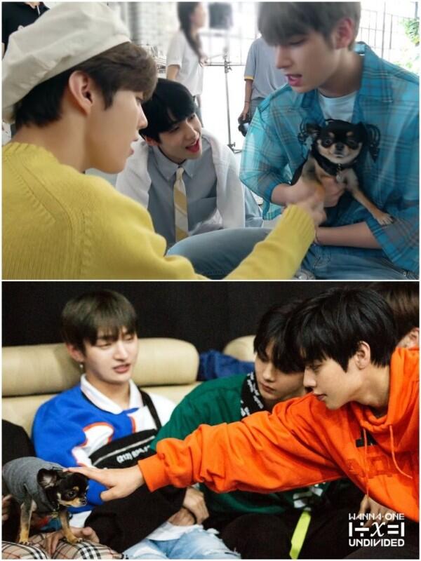 Jadi Kesayangan! Ini 11 Potret si Anjing Tan Bareng Wanna One dan X1