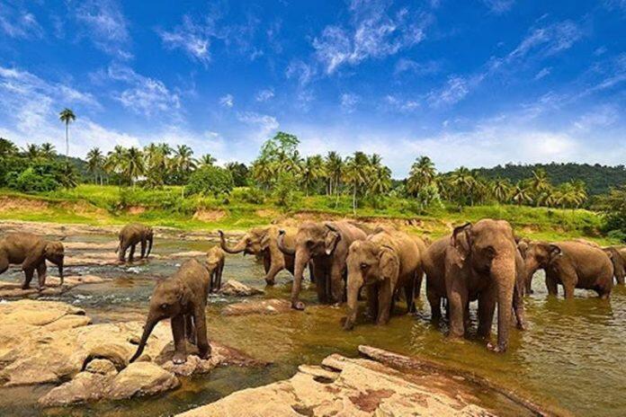 Taman Nasional Way Kambas Kebanggan Lampung, Indonesia! Mau Lihat Gajah Main Bola?