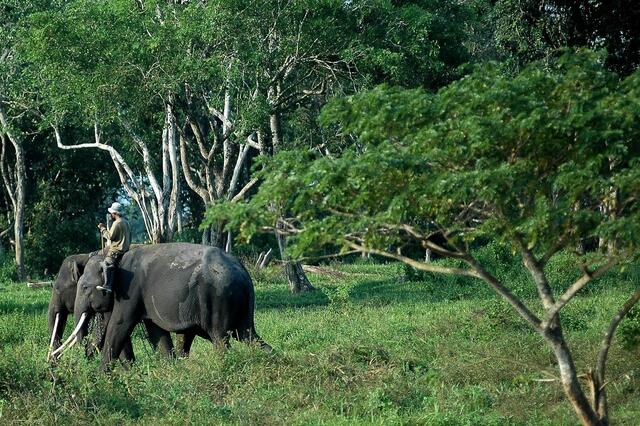 Taman Nasional Way Kambas Kebanggan Lampung, Indonesia! Mau Lihat Gajah Main Bola?