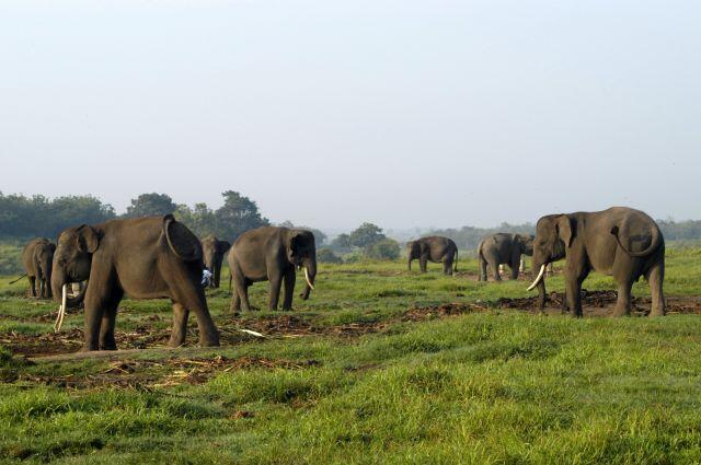 Taman Nasional Way Kambas Kebanggan Lampung, Indonesia! Mau Lihat Gajah Main Bola?