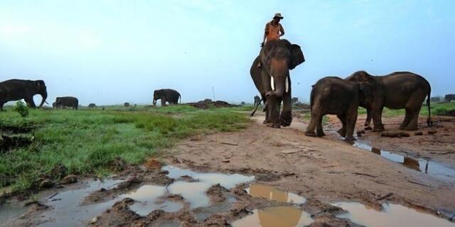 Taman Nasional Way Kambas Kebanggan Lampung, Indonesia! Mau Lihat Gajah Main Bola?