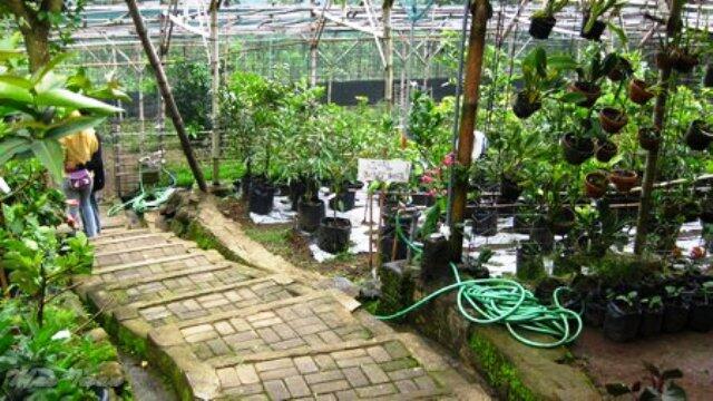 Keboen Iboe: Perpaduan Perkebunan &amp; Peternakan yang Bisa Dijadikan Runaway Place