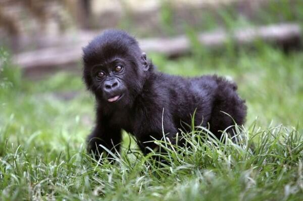 15 Potret Anak Hewan yang Jarang Terekspos, Gak Kalah Imut Lho!