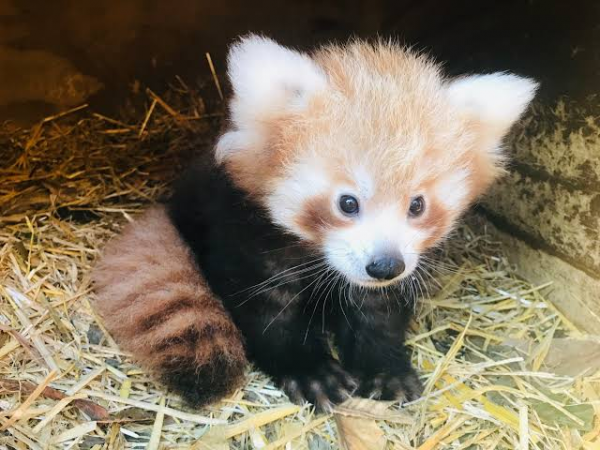 15 Potret Anak Hewan yang Jarang Terekspos, Gak Kalah Imut Lho!
