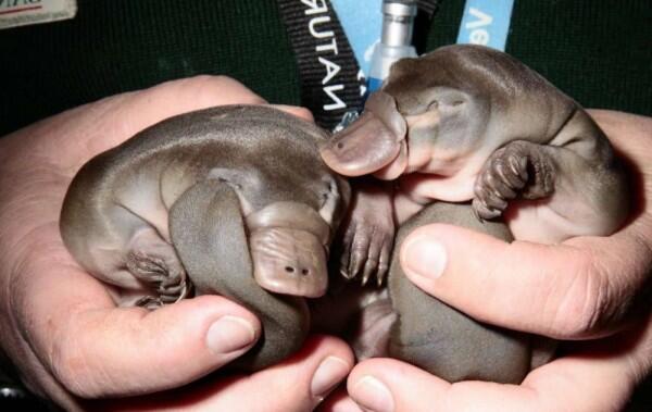 15 Potret Anak Hewan yang Jarang Terekspos, Gak Kalah Imut Lho!
