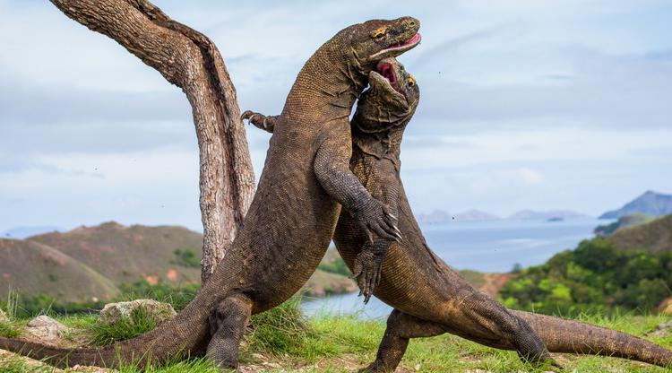 Komodo Dan Badak Disewakan Ke Luar Negeri. Mari Beternak Cucu Komodo Seperti Tokek!