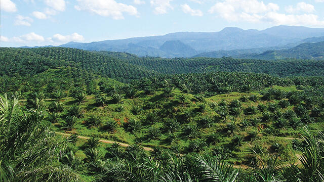 RSPO Pun Tak Lagi Peduli Lagi Anggotanya