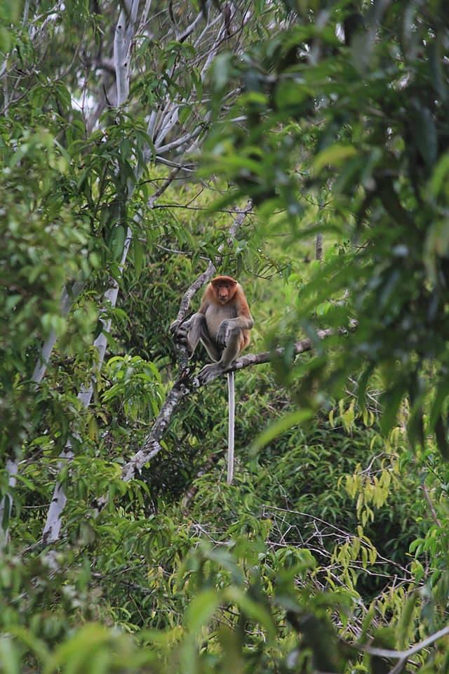 Wisata Lokal: Pesona Danau Sentarum yang Menyimpan Beragam Spesies Langka 