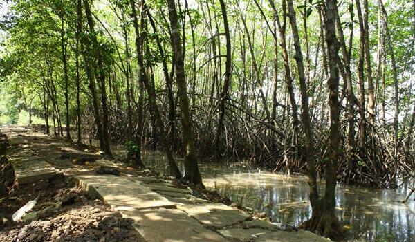 Jelajah Wisata Hutan Payau, Ingin Meniti Jaring Mesra di Tengah Rimbunnya Mangrove?