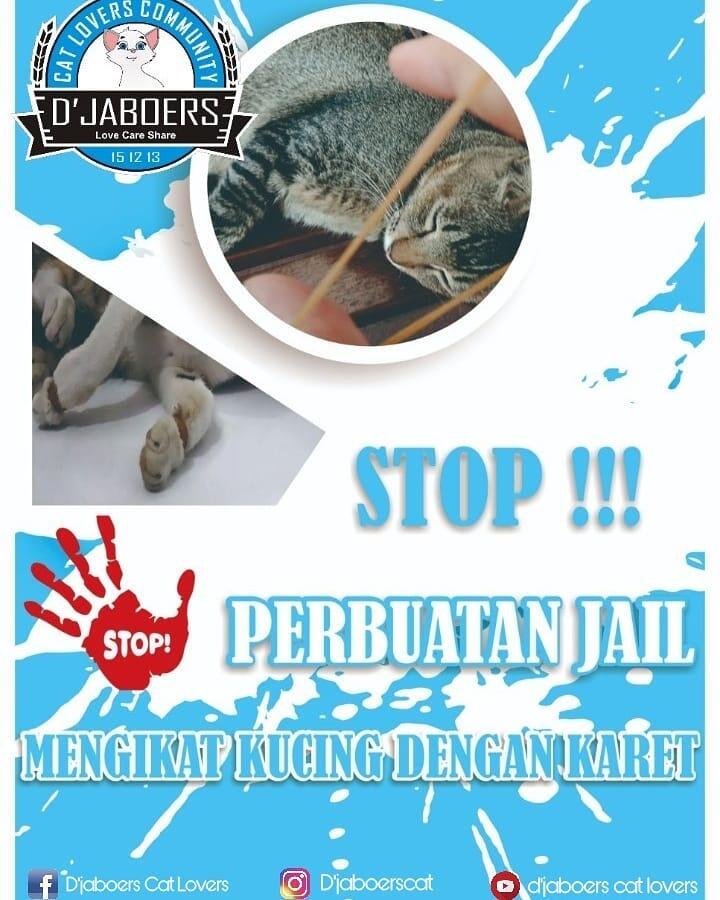 Community D'jaboers Cat Lovers, Mencintai Untuk Dicintai Dalam Kehidupan!