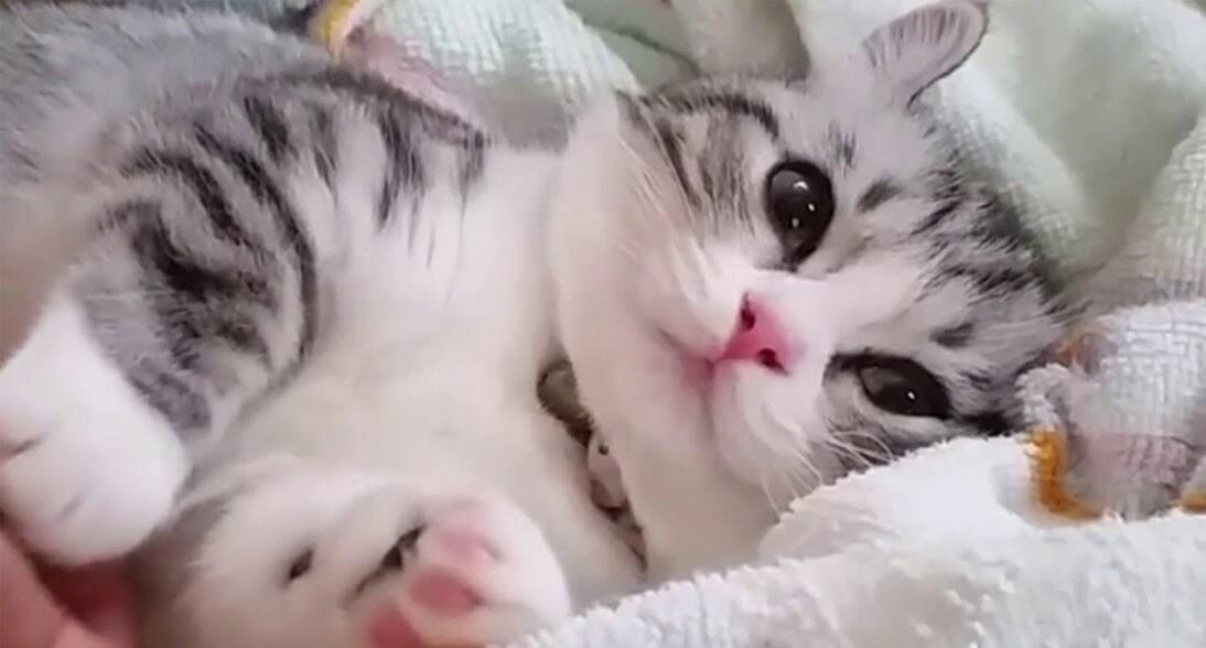 Community D'jaboers Cat Lovers, Mencintai Untuk Dicintai Dalam Kehidupan!