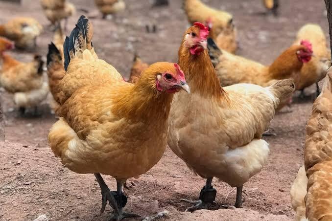 Bak Dongeng, Peternak Ayam Ini Autokaya Karena Ada Hartakarun Dalam Perut Si Ayam