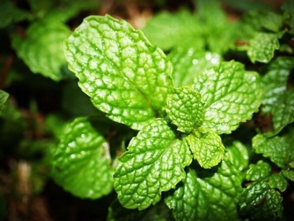 Wajib Tahu! 6 Kandungan Skincare Berbahan Alami yang Bikin Rileks