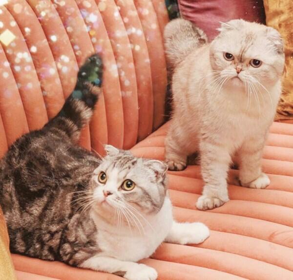 11 Potret Taylor Swift dan Kucing Kesayangan, Sama-sama Bikin Gemas