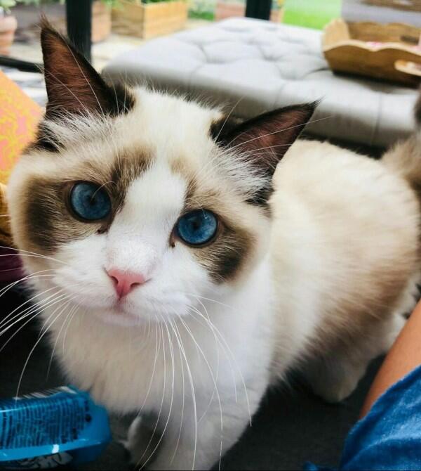 11 Potret Taylor Swift dan Kucing Kesayangan, Sama-sama Bikin Gemas