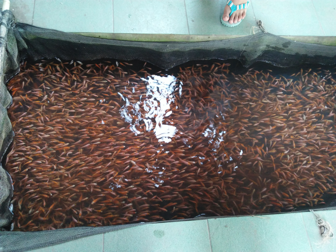 Mau Melihat Bermacam Ikan yang Harga Tiketnya Murah Kebangetan? Disini 500 Perak Saja