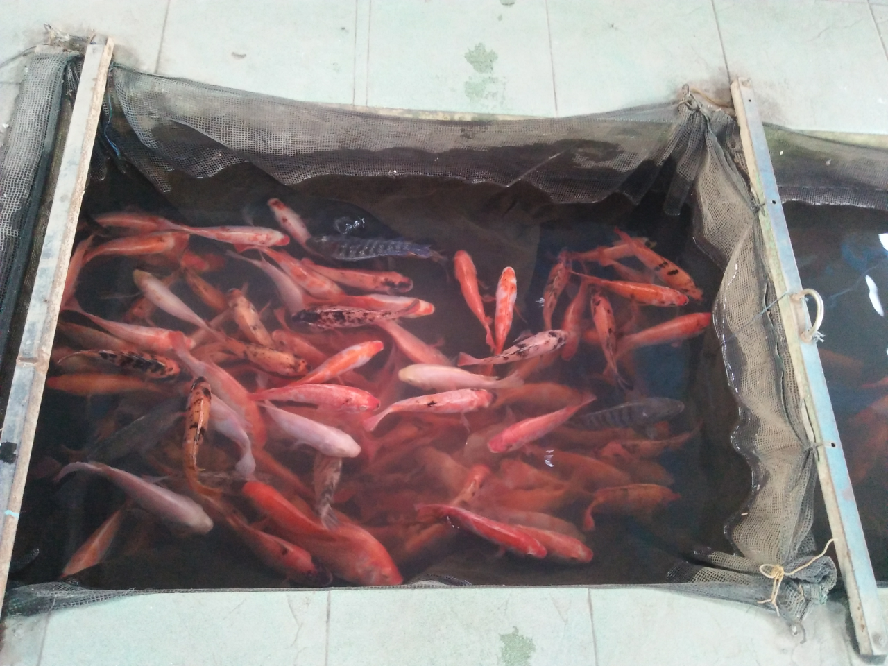 Mau Melihat Bermacam Ikan yang Harga Tiketnya Murah Kebangetan? Disini 500 Perak Saja