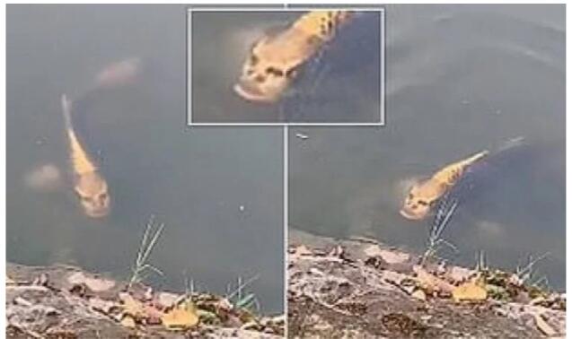 Viral! Video Ikan Berwajah Manusia? Ternyata Bukan Isapan Jempol Semata!