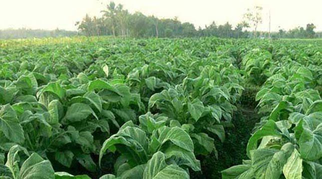 Genus Nicotiana asal Temanggung