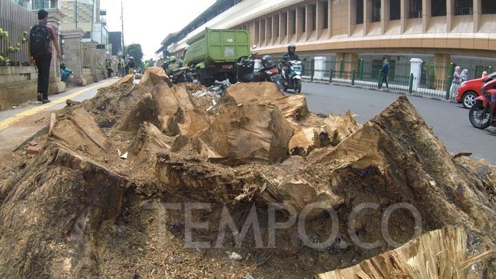 Tebang Pohon di Trotoar Cikini, Dinas Kehutanan Dipanggil Dewan