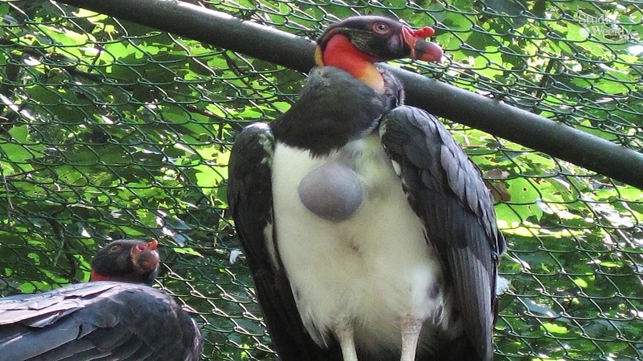 Burung Unik di Dunia Ini Membuat Melongo, Ada yang Paruhnya Mirip Sereal, Loh!