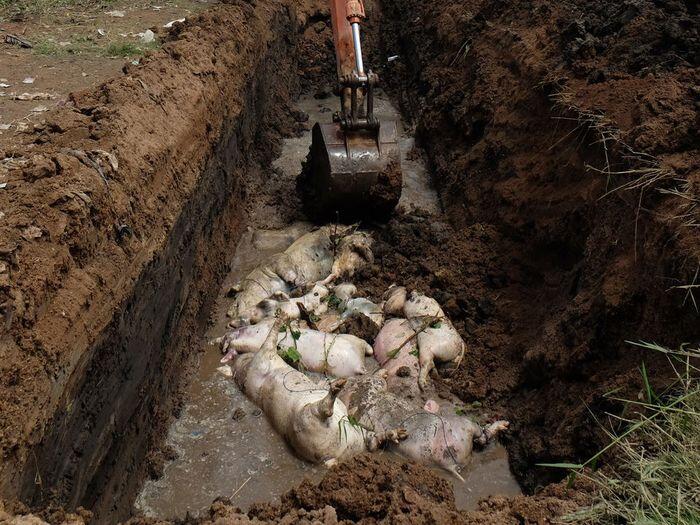 Setidaknya 5.000 ekor babi mati karena hog cholera di Sumut