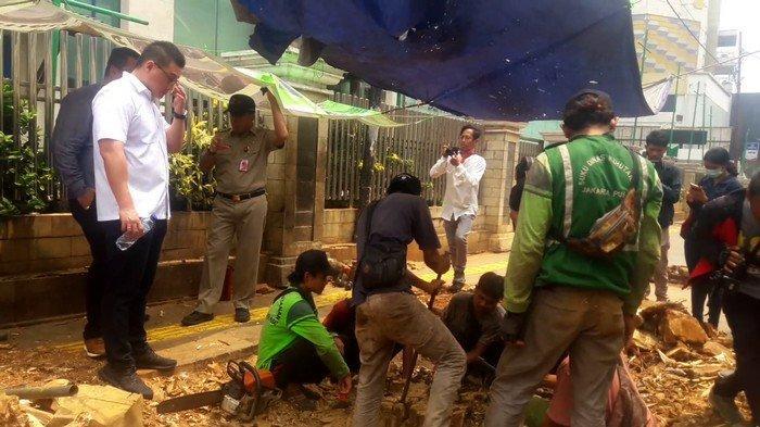 Pohon Angsana di Cikini Ditebang, Ketua Komisi D DPRD Sarankan Ganti Pohon Kurma