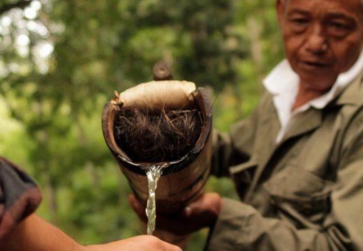 Lahang, Minuman Khas Indonesia Yang Berkhasiat, Dan Upaya Konservasi Lingkungan