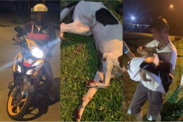 Sadis! Anak Anjing Ini Diseret Pakai Motor, Kaki Berdarah dan Tubuhnya Memar
