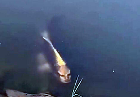 Viral, Video Asli Ikan 'Berwajah Manusia' Ini Baru Saja Menggemparkan China