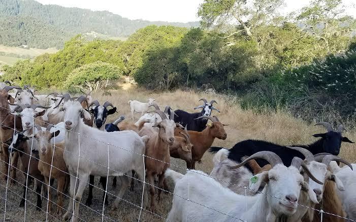 Negara Ini Memberantas Kebakaran Hutan Dengan Kambing, Apa Hubungannya Ya?