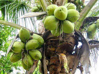 Fakta Pohon Kelapa Tidak Ada Yang Sia-Sia, Inspirasi Bagi Para Pendiri Pramuka