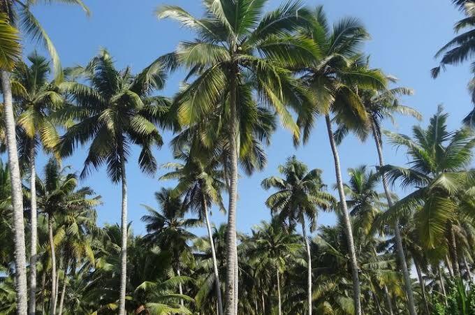 Fakta Pohon Kelapa Tidak Ada Yang Sia-Sia, Inspirasi Bagi Para Pendiri Pramuka