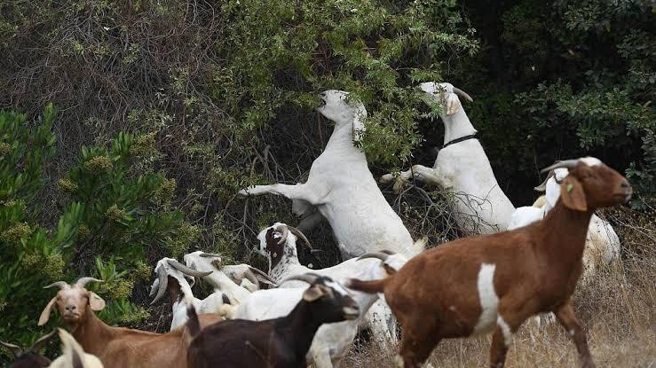 Negara Ini Memberantas Kebakaran Hutan Dengan Kambing, Apa Hubungannya Ya?