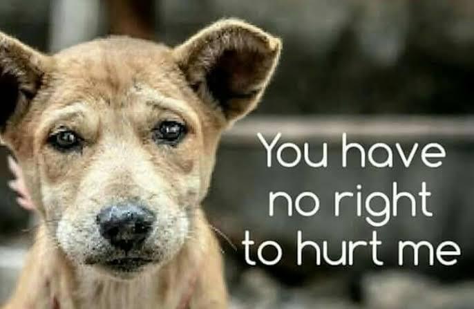 STOP Animal Abuse !