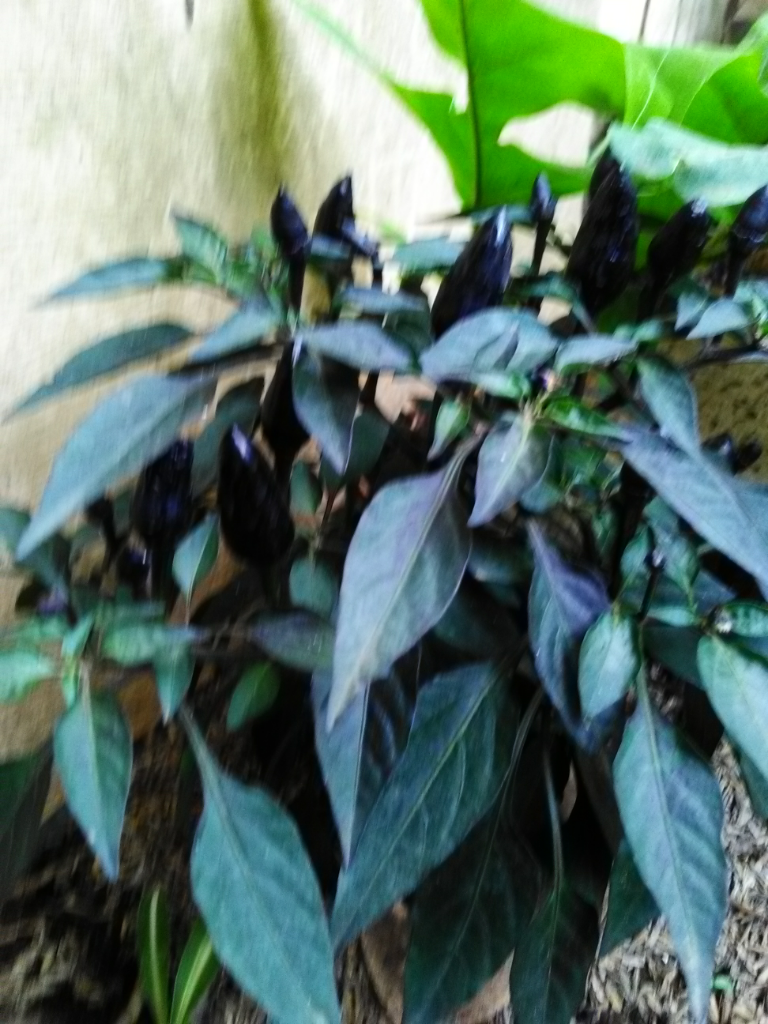 Si Hitam Yang Memikat