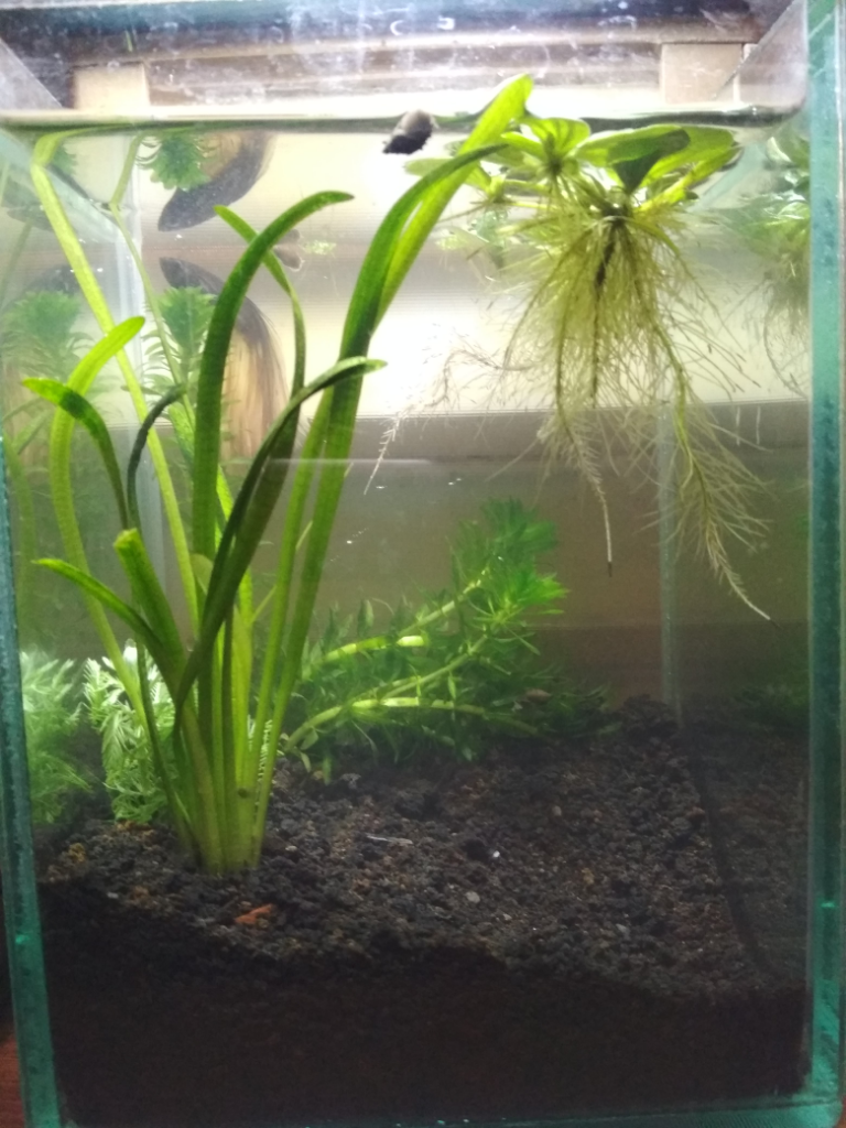 Aquascape Untuk Anak Kos Cuma 30ribu